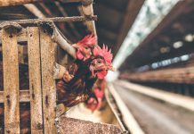 Bezpečnost potravin: EK omezí veterinární antibiotika