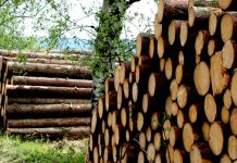 České lesy likviduje kůrovcová kalamita. Škody jsou za miliardy české lesy