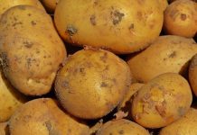 Pěstování brambor není pro zemědělce zárukou výdělku pestovani_brambor