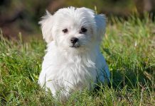 Načipovat domácí mazlíčky bude od příštího roku povinné