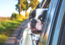 Pes vyjde domácnost na tisíce korun ročně pes