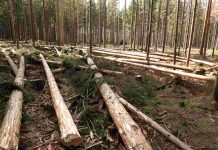 Kvůli suchu a kůrovci se české dřevo prodává už i do Číny ceske_drevo