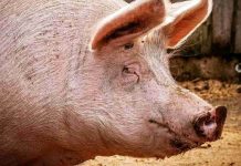 Čeští zemědělci loni vydělali 17,5 miliardy korun cesti_zemedelci