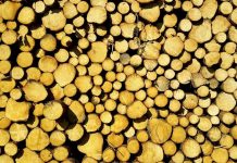 Zlatý brouček kůrovec strhl rekord v těžbě jehličnanů i loni tezbe