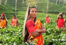 Ceny indického čaje vzrostly o více než polovinu caje