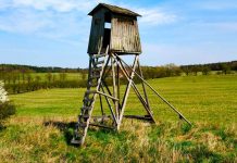 Myslivci střelili 240 tisíc divočáků. Dobří střelci dostávají odměny Myslivci