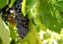 Na Moravě dochází ke koncentraci vinohradnické výroby na_Morave
