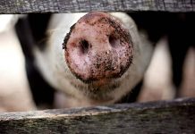 Africký mor prasat změnil poměry na unijním trhu s vepřovým africky_mor_prasat