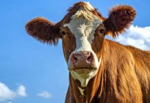 Produkce hovězího masa klesá. Roste u vepřového a drůbežího masa