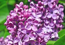 Ve státní svátek 8. května v Česku obchody neotevřou 8. kvetna