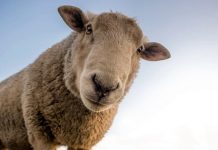 ČR má mít více ekologicky obhospodařované půdy i biopotravin ekologicky