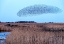 Rojová inteligence přináší do strojového učení decentralizaci a anonymizaci dat Rojova_inteligence