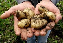 Letošní úroda brambor je solidní. To už ale neplatí pro řepku brambor