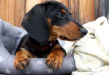 Online prodej chovatelských potřeb prudce roste chovatelskych