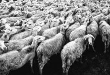 V Česku dál propadá živočišná výroba s výjimkou koz a ovcí zivocisna_vyroba