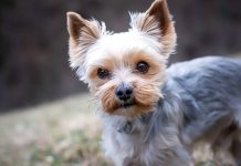 Nová vyhláška má kultivovat chov psů a koček i byznys s nimi vyhlaska