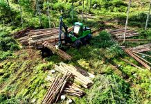 Proč je ČR největší exportér dříví? Protože ho neumí zpracovat drivi