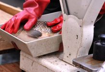 Nezaměstnanost v říjnu klesla. Pracovníky poptávají rybáři nezamestnanost_v_rijnu