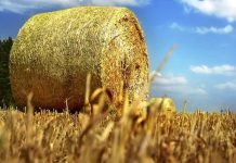 V oblasti ekonomiky nová vláda nabízí jen málo nového vláda