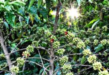 Ceny kávy atakují historické rekordy i na začátku letoška ceny_kavy