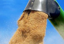 Omezení exportu pšenice z Ukrajiny se ČR přímo nedotkne primo