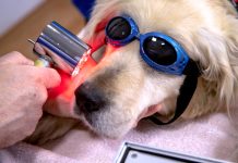 O peníze investorů se nově uchází První český veterinární fond veterinarni