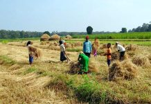 Indická vláda zakázala vývoz pšenice ze země psenice