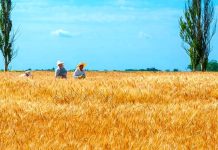 Válka na Ukrajině obnažila otázku, jak nakrmit svět Ukrajine