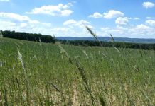 Zemědělské komodity zlevňují. Riziko je ale ropa a sucho komodity_AA