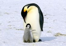 Energetickou krizi rozebere Kovanda, Prouza i Tyleček energetickou_krizi