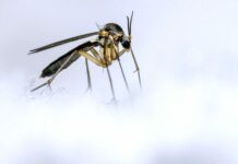 Teplé zimy prospívají krysám, holubům i komárům zimy