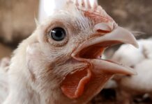 Chovatelé brojlerů v USA chtějí prodávat i svoje vejce vejce