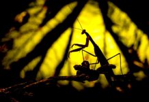 Dubnový Prague Photo Show nabídne praktické workshopy prague_photo_show