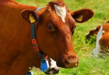 V Polsku ukázali muže s krávou. Jdou k soudu s_kravou