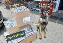 Jihočeským celníkům úspěšně vyčmuchává cigarety pes Kony cigarety