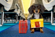 Létat se psem není nemožné. Něco to ale stojí a má to svá pravidla se_psem