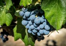 Vinaři v Bordeaux dostávají dotace, aby skončili Bordeaux