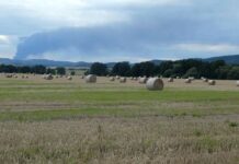 Výkupní ceny obilovin se blíží cenám z roku 1989 obilovin