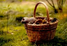 Nedrancujte české lesy, varuje Čechy ministerstvo zemědělství ministerstvo