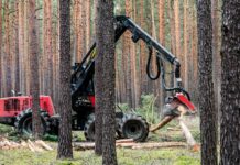 Češi jsou hlupáci. Místo, aby surové dřevo zpracovali, tak ho vyváží drevo