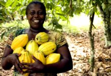 Tuna kakaa stojí 235 tisíc korun. Konec světa se ale i tak neblíží kakaa