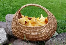 Loni lidé z lesů odnesli houby a jiné plody za 6 mld. korun lesu