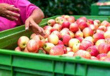 Krize v Rudém moři zasáhla obchod s čerstvými potravinami potravinami