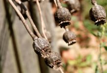 Zemědělec našel mrtvé tělo narkomana přímo v makovém poli narkomana