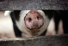 Ceny výrobců dál klesají. Podle analytiků to nahrává snížení sazeb vyrobcu