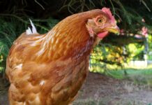 Ceny zemědělských výrobců prudce rostly i v prosinci, nejvíc u vajec zemedelskych