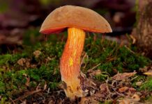 Češi si loni z lesů odnesli úrodu za 7,2 miliardy korun lesu