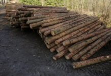 Do českých lesů jdou dotace za téměř 2 mld. Kč. Čerpání je jednodušší ceskych_lesu